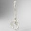 Human Spine
