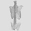 Human Spine