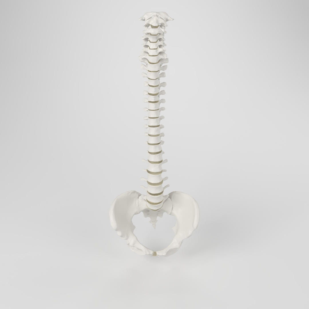 hu spine 3d max https://p.turbosquid.com/ts-thumb/Xm/hcKnRb/AtvTnMPf/skeletonspine/jpg/1370654017/1920x1080/turn_fit_q99/0197f9c94a4dde8283b689315917d122eaf68776/skeletonspine-1.jpg
