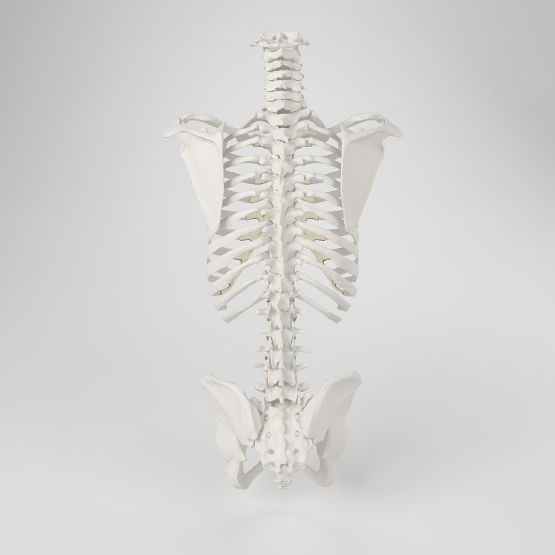 hu spine 3d max https://p.turbosquid.com/ts-thumb/Xm/hcKnRb/Dn7JlUFu/4/jpg/1370612777/1920x1080/fit_q87/b69df46d05b30f16067ee8d06ee395c493df1ac3/4.jpg