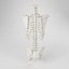 Human Spine