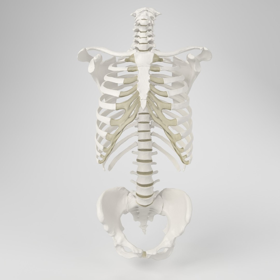 hu spine 3d max https://p.turbosquid.com/ts-thumb/Xm/hcKnRb/IPQlM7WK/2/jpg/1370612776/1920x1080/fit_q87/6d20e96f0876780cef80812e60596c52e6436fe4/2.jpg