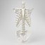 Human Spine