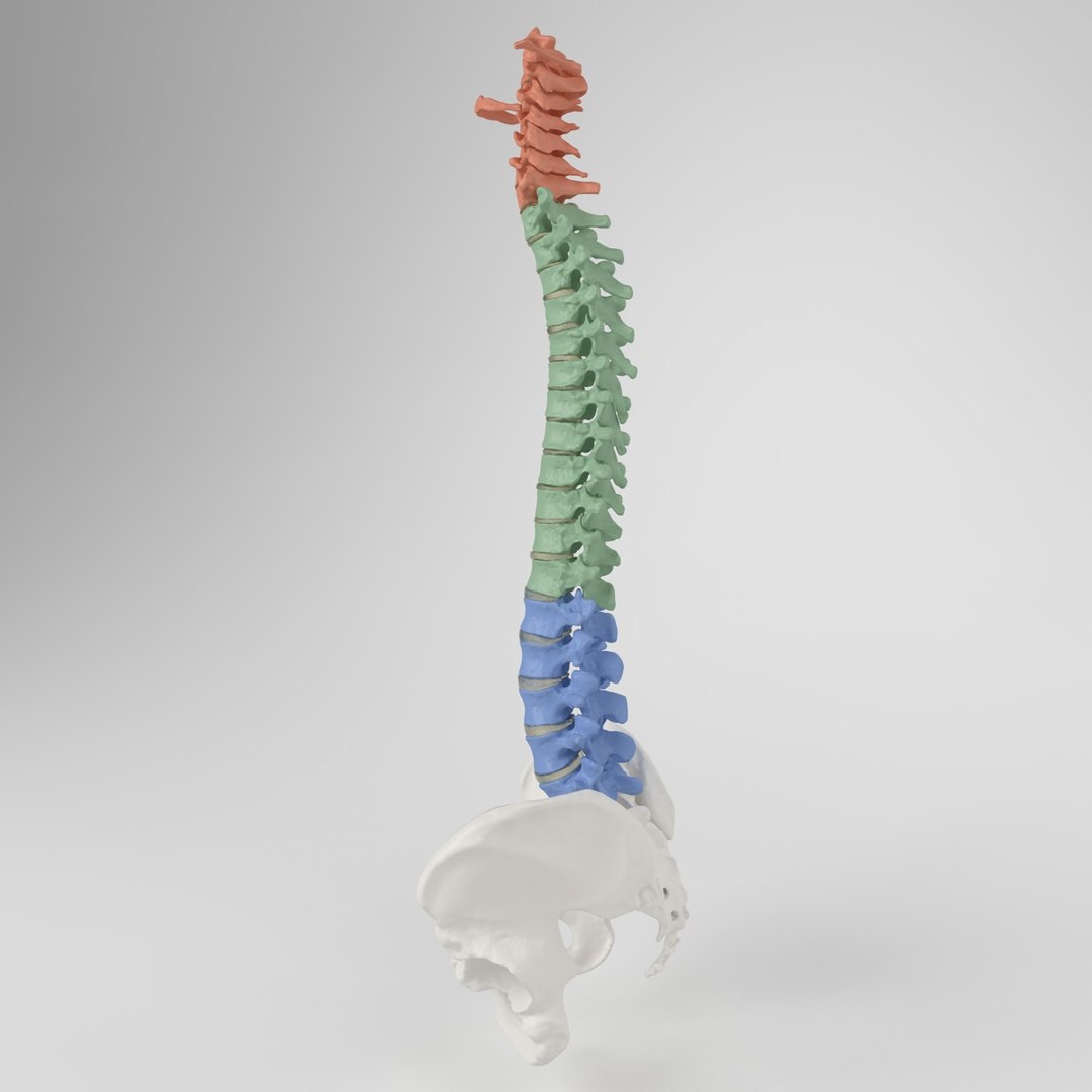 Hu Spine 3d Max