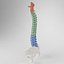 Human Spine