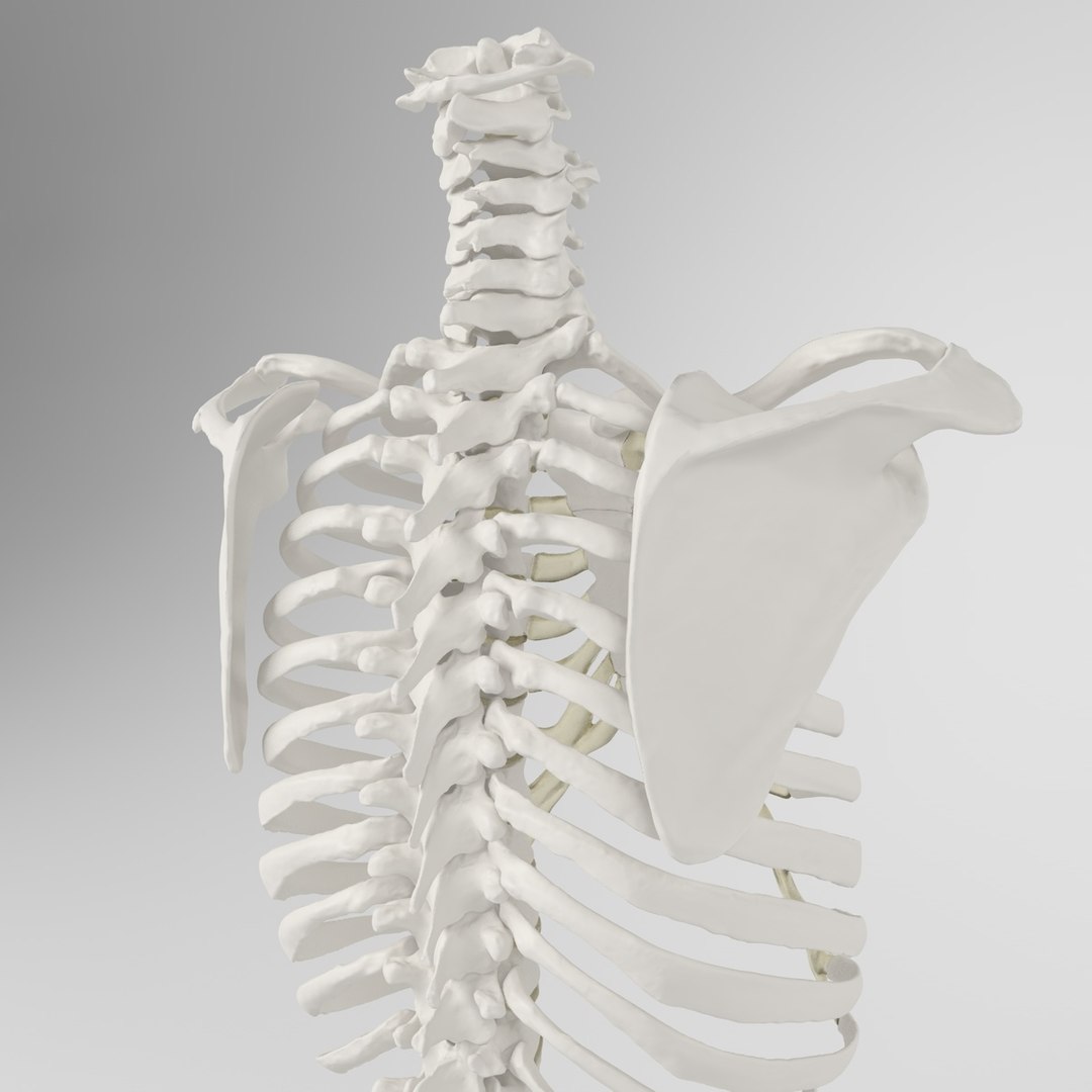 hu spine 3d max https://p.turbosquid.com/ts-thumb/Xm/hcKnRb/KCfxWIi3/6/jpg/1370612777/1920x1080/fit_q87/7ecf59e0b395e498a231dab75ac88d4a0f880b92/6.jpg