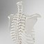 Human Spine