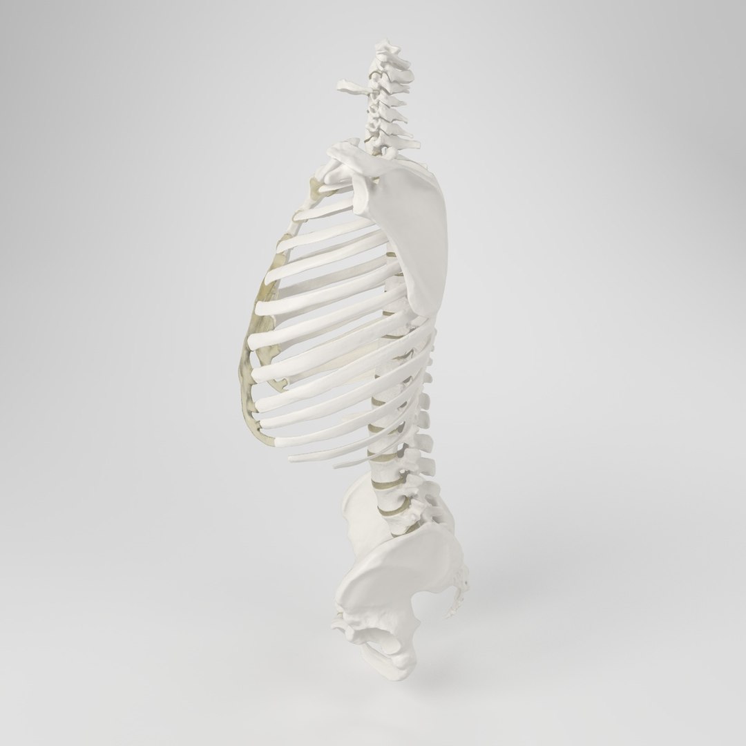 hu spine 3d max https://p.turbosquid.com/ts-thumb/Xm/hcKnRb/g8XIxAgv/3/jpg/1370612776/1920x1080/fit_q87/a90f7e75d5f36fbbbfa46c43292a3e3a6c39abac/3.jpg