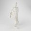 Human Spine