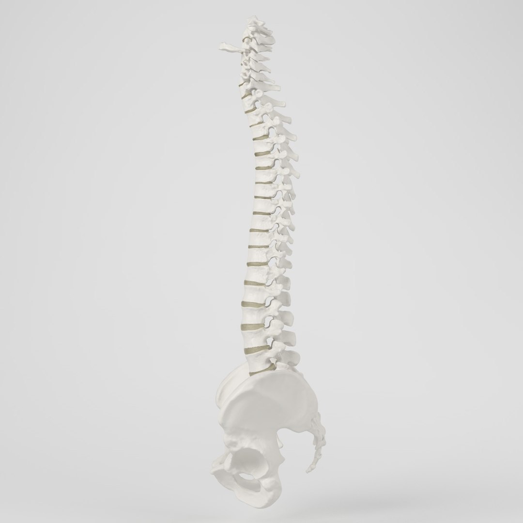 hu spine 3d max https://p.turbosquid.com/ts-thumb/Xm/hcKnRb/iHB8ju0x/8/jpg/1370612777/1920x1080/fit_q87/2b2b76d92017f77699bd9476184b432975ef8a18/8.jpg