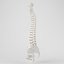Human Spine