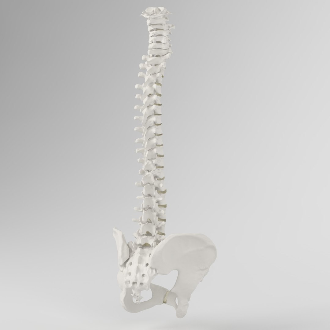 hu spine 3d max https://p.turbosquid.com/ts-thumb/Xm/hcKnRb/kw9jpoDv/9/jpg/1370612777/1920x1080/fit_q87/754d761d07a1ca884af0b419460f2427ca626374/9.jpg
