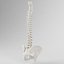 Human Spine