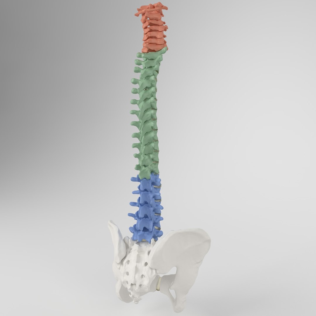 hu spine 3d max https://p.turbosquid.com/ts-thumb/Xm/hcKnRb/lfHMyZRI/11/jpg/1370612777/1920x1080/fit_q87/21c514d399735bdf92b99662f6529ca4e16bde1e/11.jpg