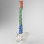Human Spine