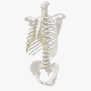 Human Spine