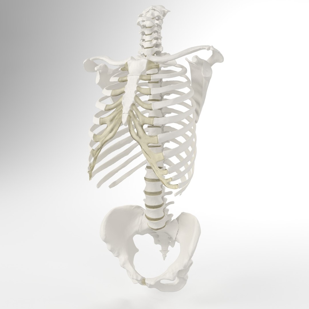 Hu Spine 3d Max