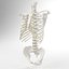 Human Spine