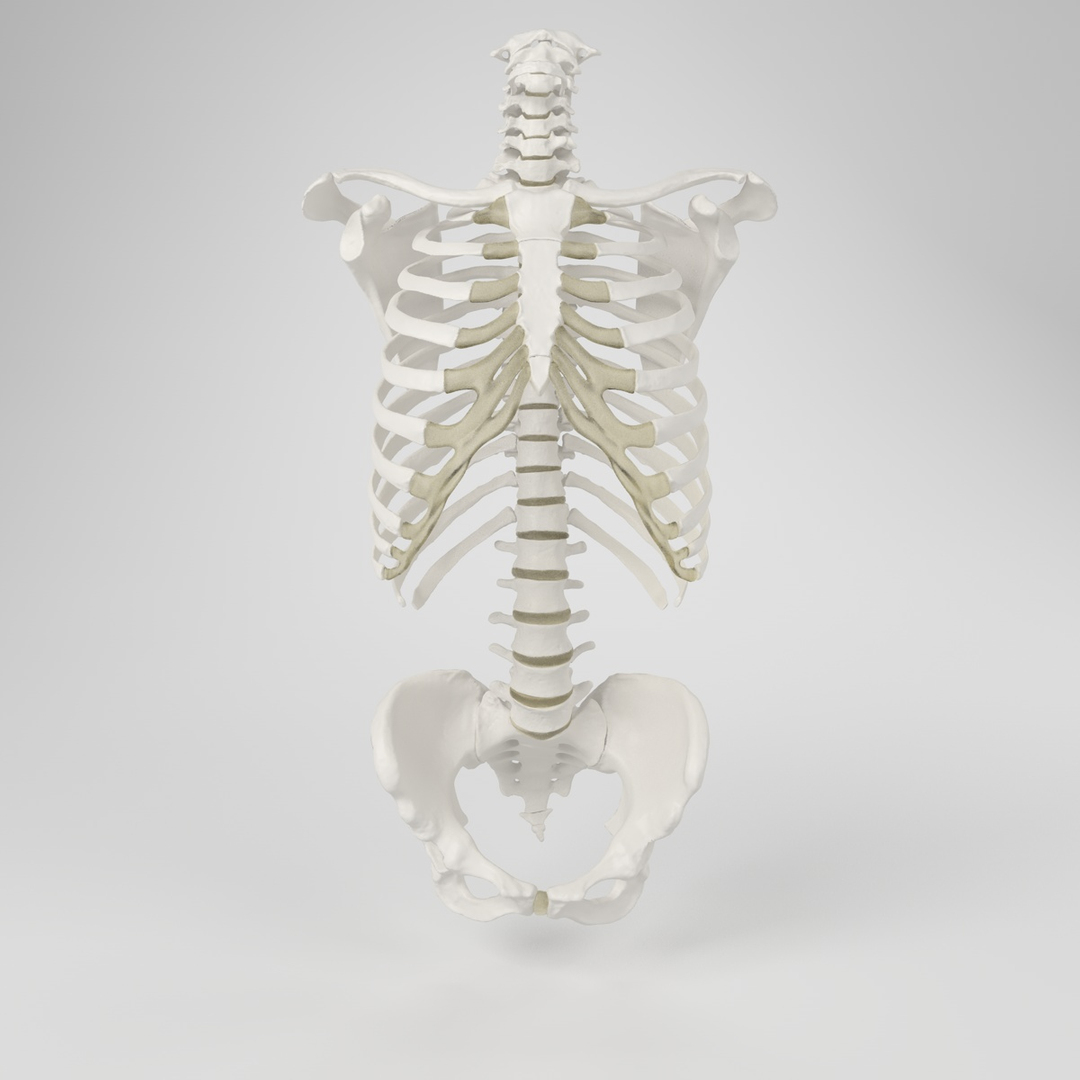 hu spine 3d max https://p.turbosquid.com/ts-thumb/Xm/hcKnRb/sskT6pgB/skeletontorso/jpg/1370654047/1920x1080/turn_fit_q99/46c649555fd2775b417f82f86754c20d2d967830/skeletontorso-1.jpg