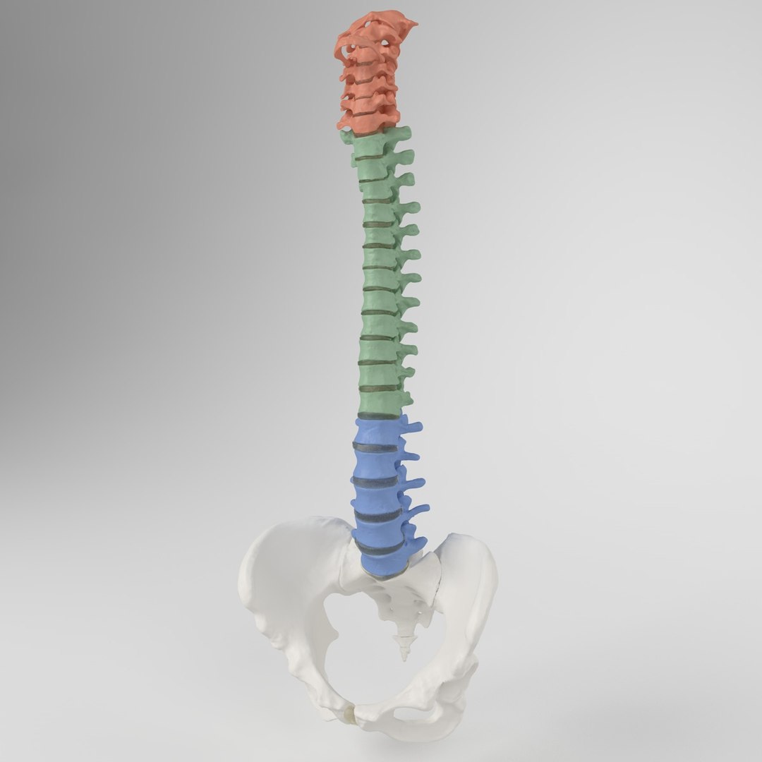 Hu Spine 3d Max