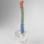Human Spine