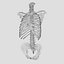 Human Spine