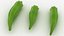 Okra