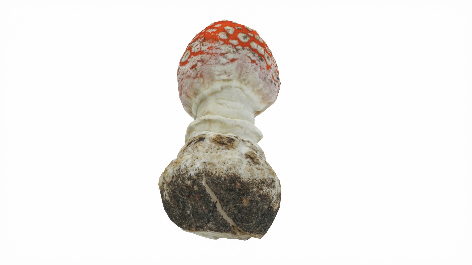 Toadstool 3D model - TurboSquid 1803753