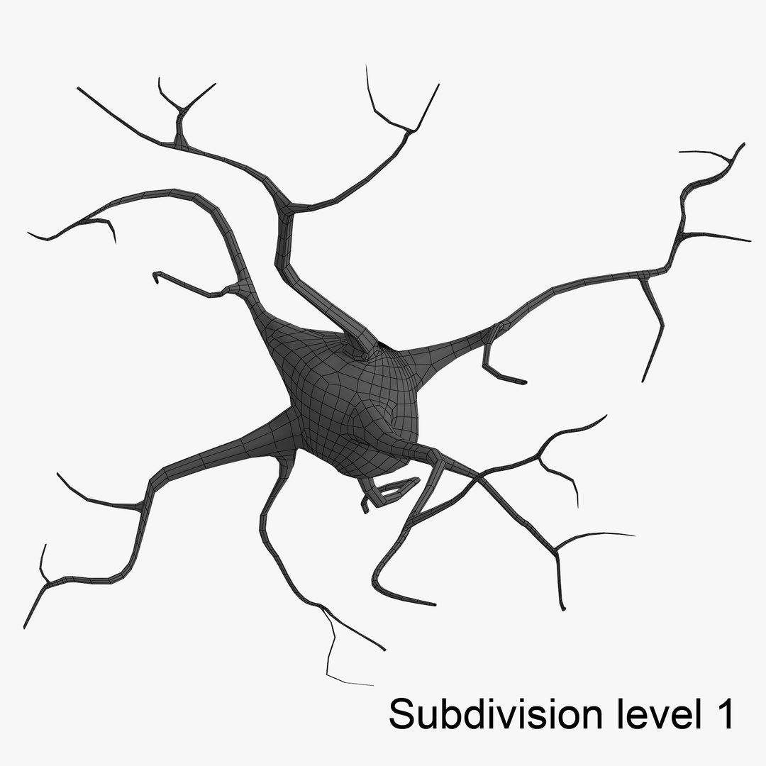 Neuron Cells 3d Model
