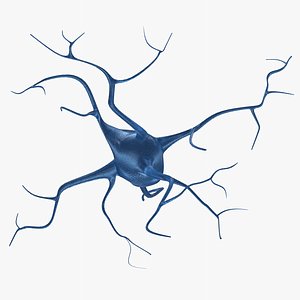 neuron cells 3d model