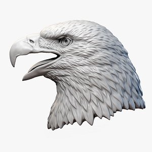 3D american bald eagle bird model