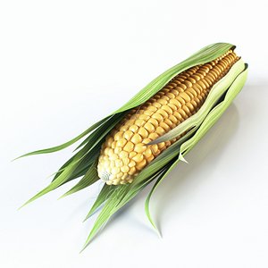 3d realistic corn