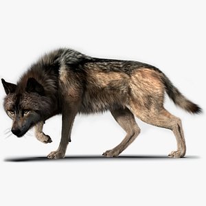 Wolf Fur Rigged