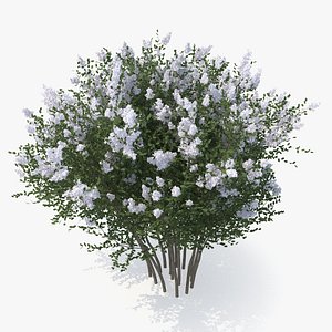 Crepe Myrtle Tree