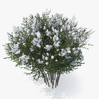 Crepe Myrtle Tree