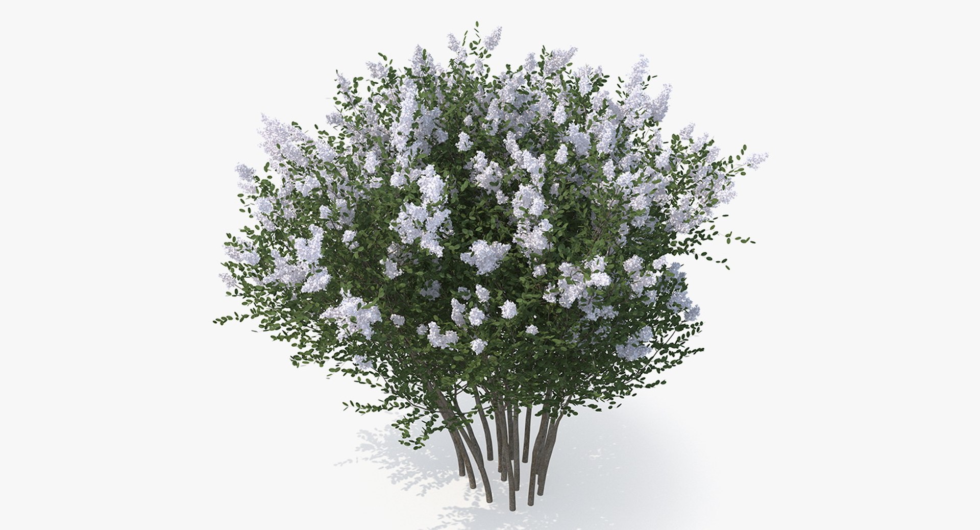 Crepe Myrtle Tree 3D model preview
