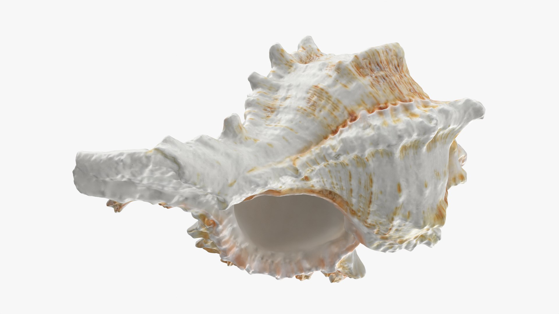 3D Murex Shell 04 https://p.turbosquid.com/ts-thumb/Xn/HTPtK7/11/murex04_0010/png/1752325875/1920x1080/fit_q87/0c9aed68fbfc75baac0653cd180755c7ac6fd815/murex04_0010.jpg
