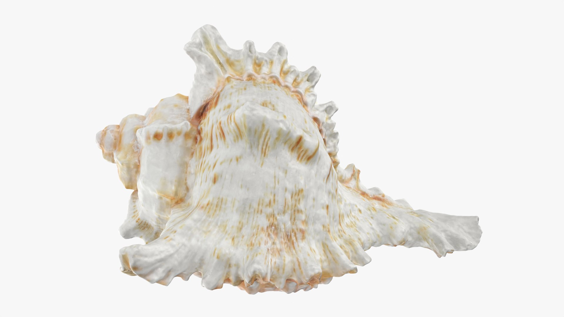 3D Murex Shell 04 https://p.turbosquid.com/ts-thumb/Xn/HTPtK7/7C/murex04_0002/png/1752325869/1920x1080/fit_q87/6d5089959e3fb8452bc5d39b43af9853f5826b74/murex04_0002.jpg