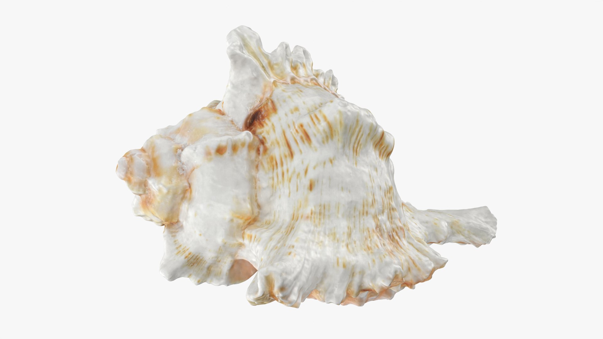 3D Murex Shell 04 https://p.turbosquid.com/ts-thumb/Xn/HTPtK7/Bi/murex04_0009/png/1752325875/1920x1080/fit_q87/c8bd15ca0b04804787d69d68addf2741fa2316c6/murex04_0009.jpg