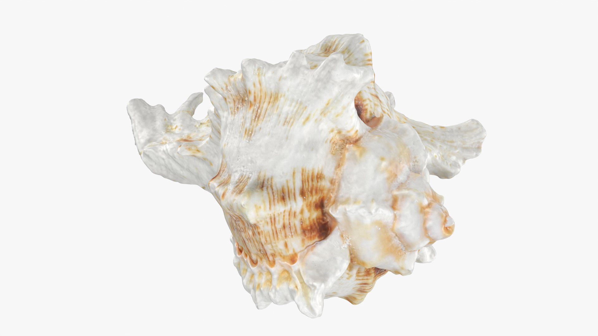 3D Murex Shell 04 https://p.turbosquid.com/ts-thumb/Xn/HTPtK7/C3/murex04_0008/png/1752325875/1920x1080/fit_q87/a7c2f9b5695427329201dcd3eaa12284bd9a8392/murex04_0008.jpg