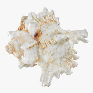 Murex Shell 04