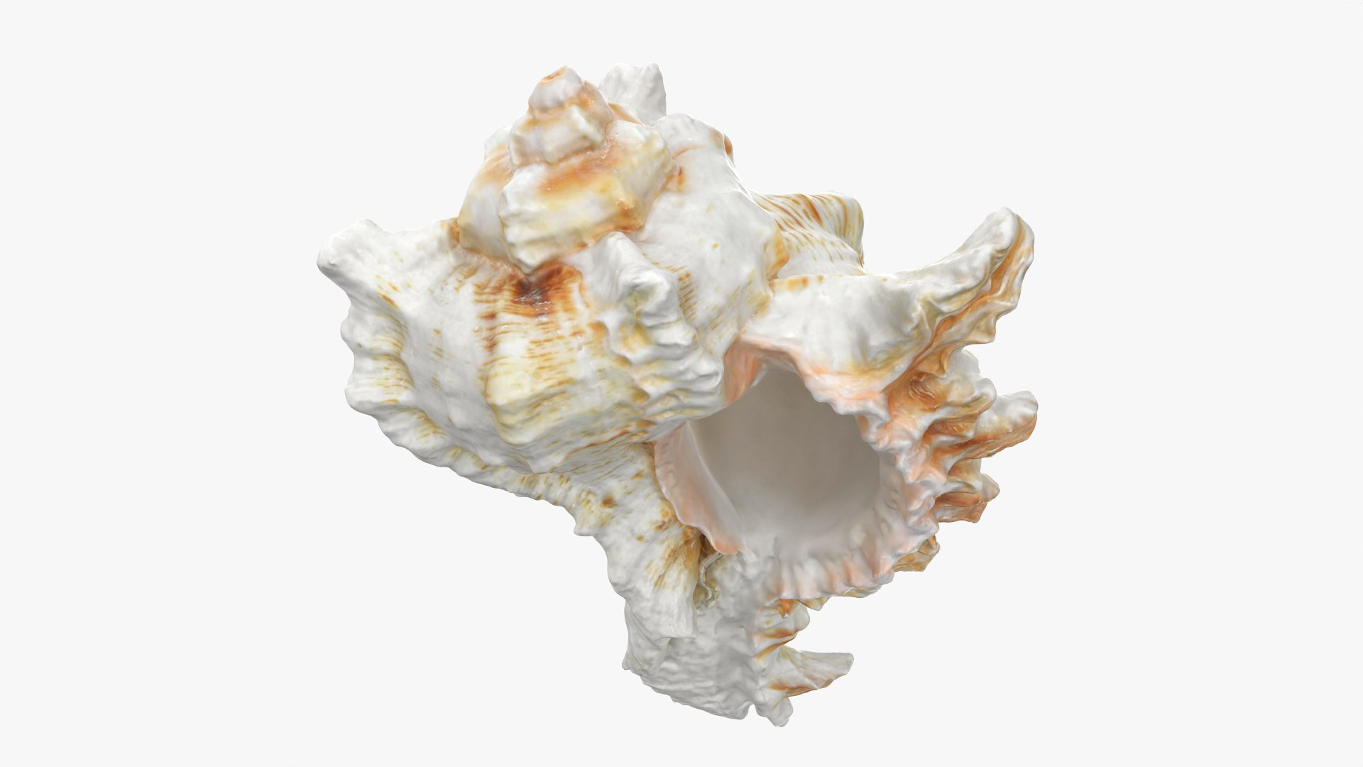 3D Murex Shell 04 https://p.turbosquid.com/ts-thumb/Xn/HTPtK7/XN/murex04_0012/png/1752325879/1920x1080/fit_q87/775ebb79364ee12785d8976e076ab40c80d4573f/murex04_0012.jpg