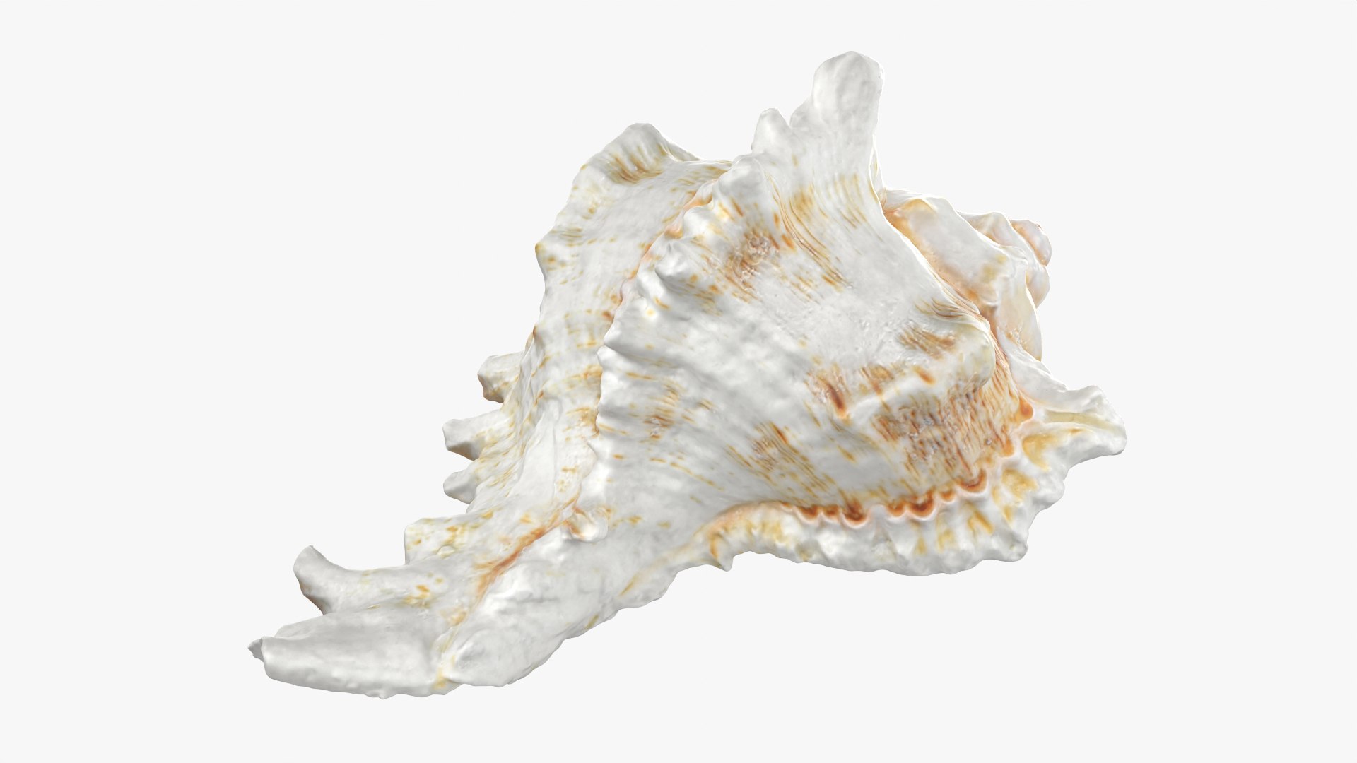 3D Murex Shell 04 https://p.turbosquid.com/ts-thumb/Xn/HTPtK7/cD/murex04_0006/png/1752325871/1920x1080/fit_q87/51ce5a4a7554296e289063e4fa32e0e5157230bc/murex04_0006.jpg