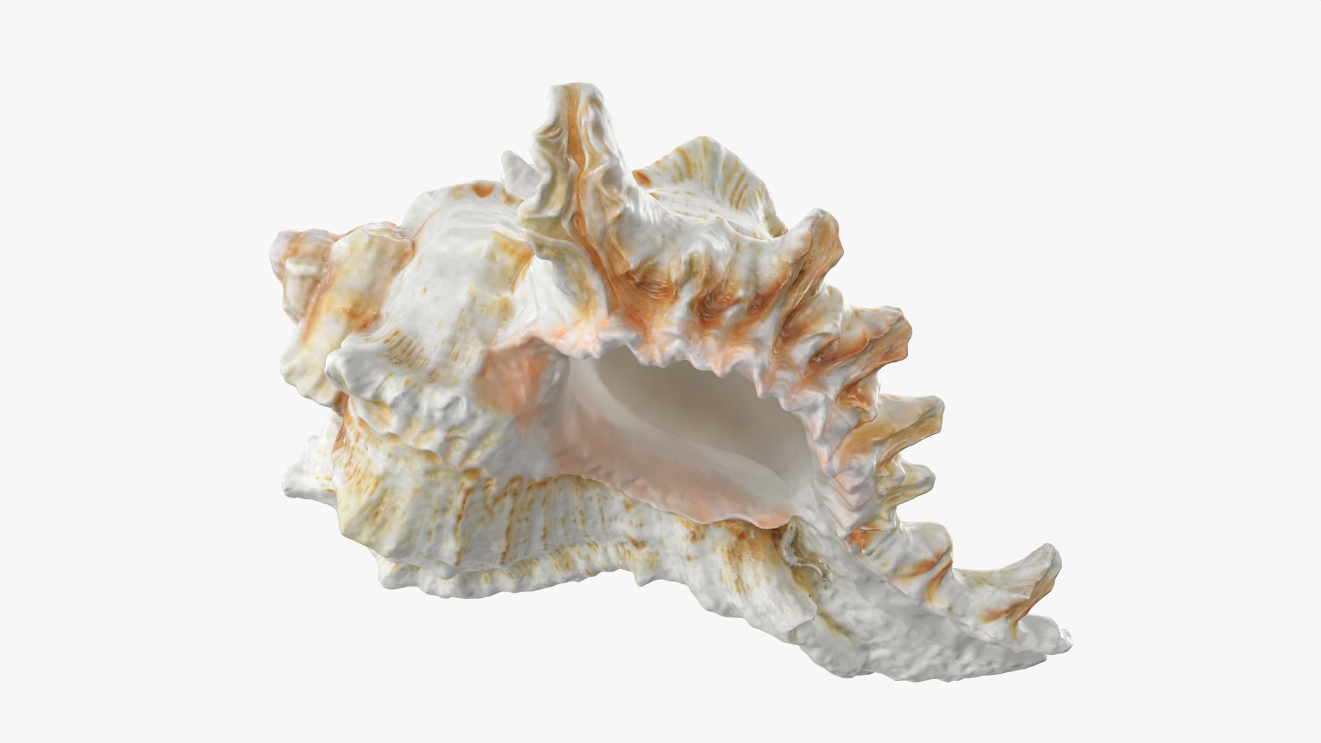 3D Murex Shell 04 https://p.turbosquid.com/ts-thumb/Xn/HTPtK7/hj/murex04_0007/png/1752325873/1920x1080/fit_q87/6b627f059747efbe8d6b6045dc2c8a66e7d1ae4a/murex04_0007.jpg
