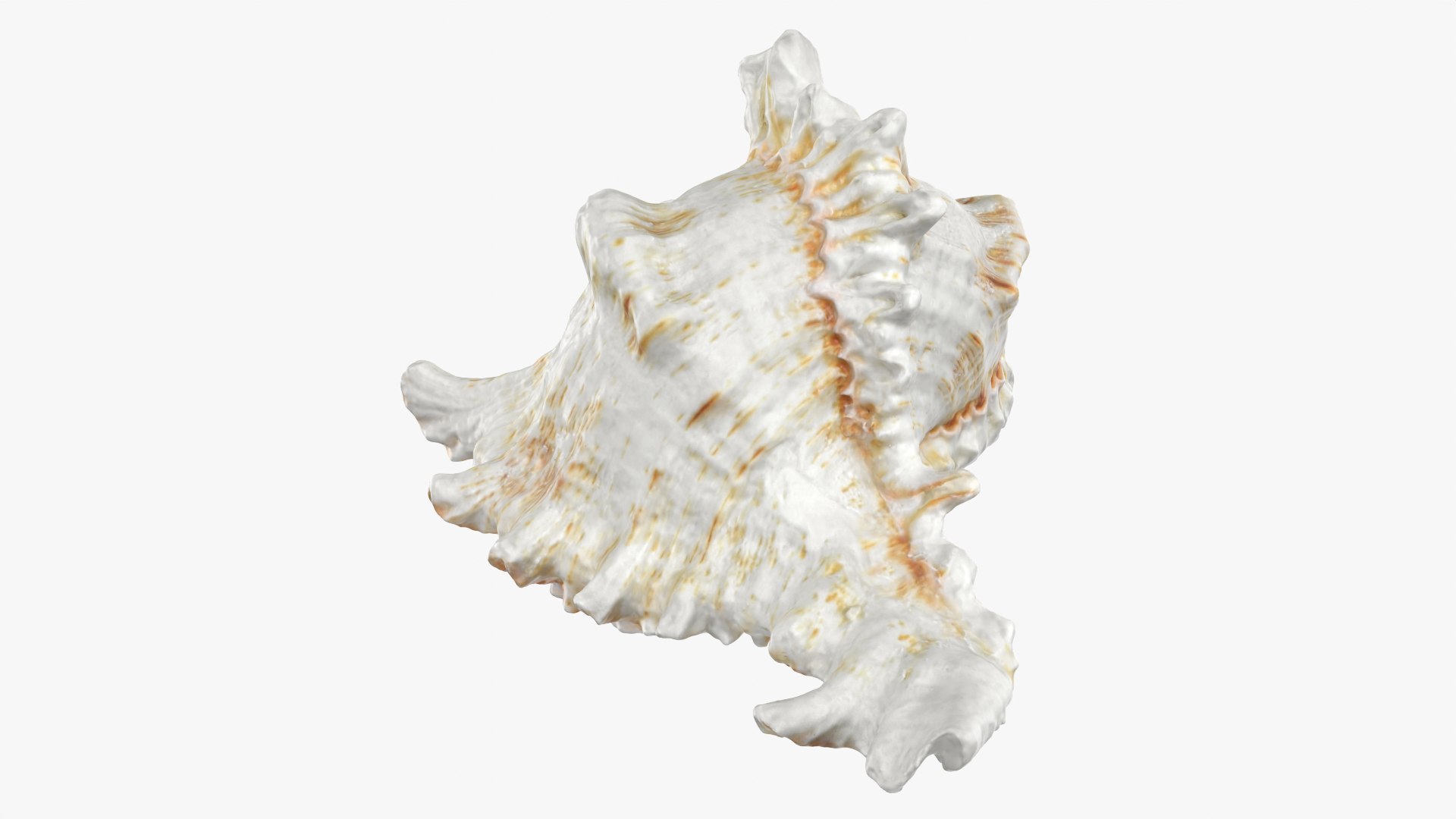 3D Murex Shell 04 https://p.turbosquid.com/ts-thumb/Xn/HTPtK7/j3/murex04_0011/png/1752325876/1920x1080/fit_q87/7aad768b103398939b73b71b0ca6f601a3fa6719/murex04_0011.jpg