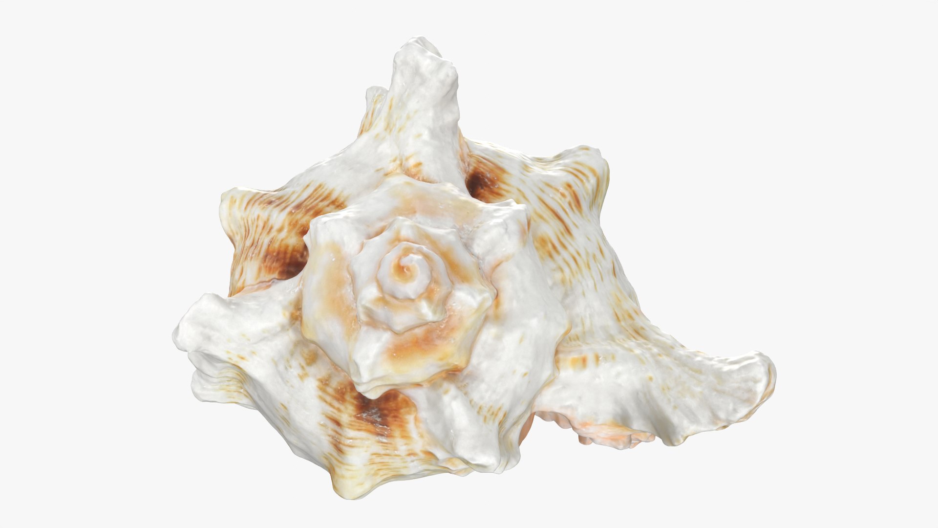 3D Murex Shell 04 https://p.turbosquid.com/ts-thumb/Xn/HTPtK7/n3/murex04_0004/png/1752325870/1920x1080/fit_q87/4e2751cfeee0d35a724baf0e33db47a886795e63/murex04_0004.jpg