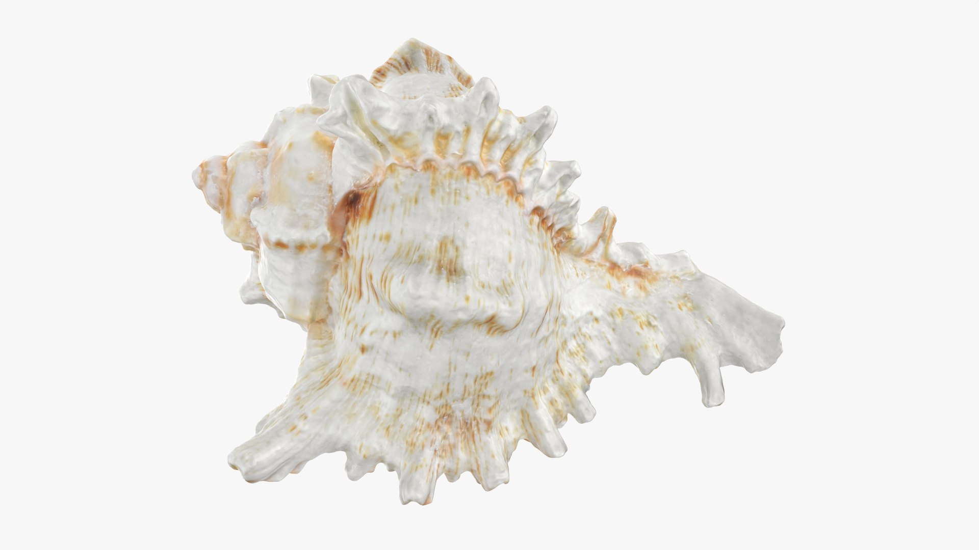 3D Murex Shell 04 https://p.turbosquid.com/ts-thumb/Xn/HTPtK7/vH/murex04_0005/png/1752325872/1920x1080/fit_q87/9b31e60f8be1097c4b09b810f6109b99d14d18ac/murex04_0005.jpg