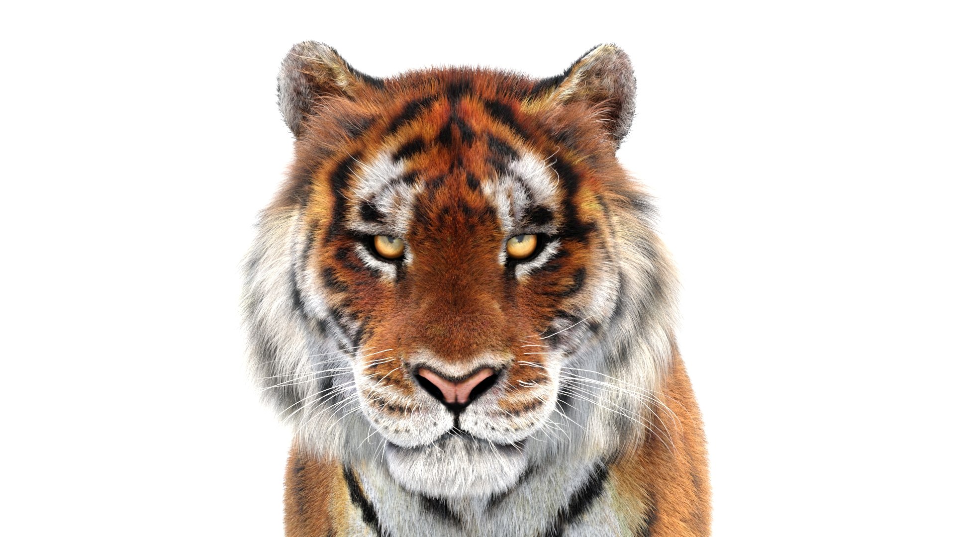 amur tiger fur cat 3d model https://p.turbosquid.com/ts-thumb/Xn/QiO8iS/89/tiger3dmodelanimatedfur12/jpg/1659438540/1920x1080/fit_q87/4a5d545a5412405c391e5072045a8f15cabc9210/tiger3dmodelanimatedfur12.jpg