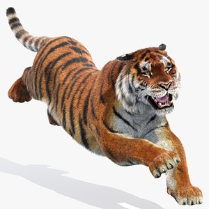 amur tiger fur cat 3d model