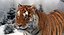 amur tiger fur cat 3d model